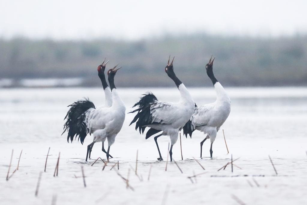 贵州草海迎来首批越冬黑颈鹤