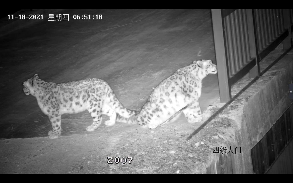 罕见!两雪豹“晨访”甘肃肃南一水电站工作区