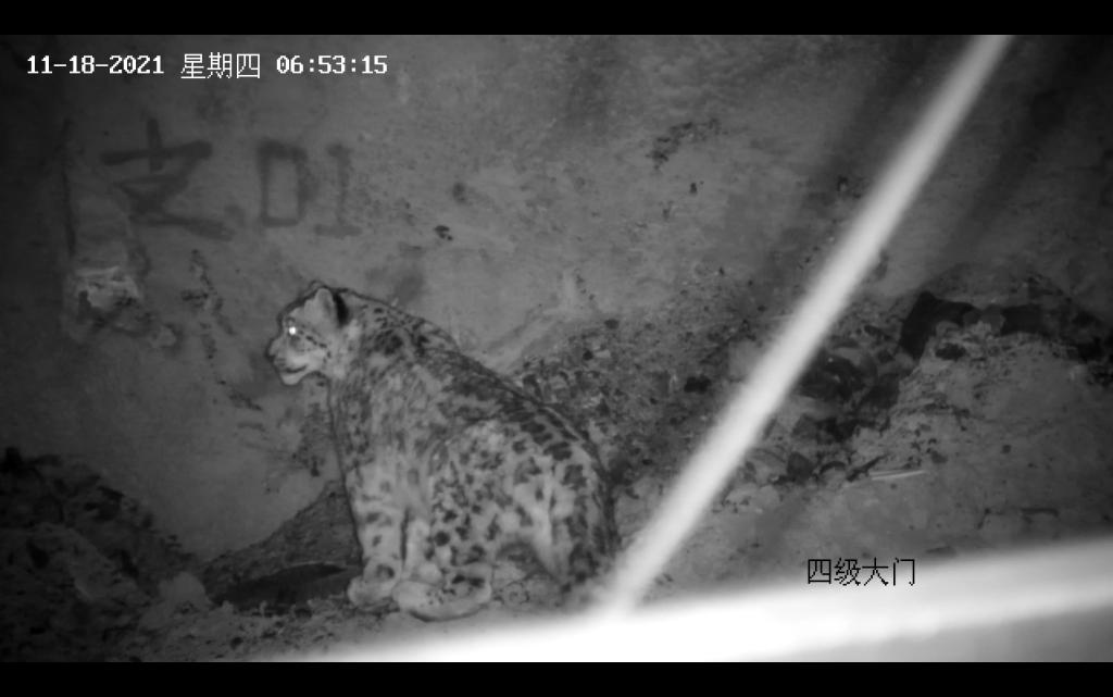 罕见！两雪豹“晨访”甘肃肃南一水电站工作区