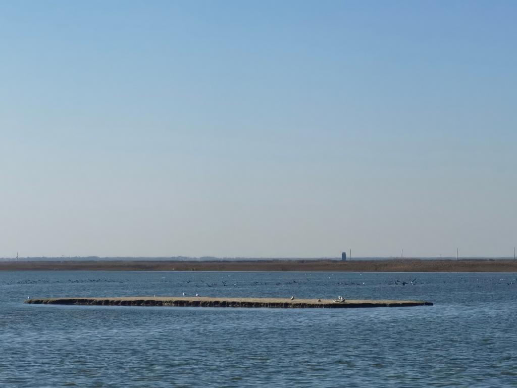 秋季以来近40万只候鸟飞临天津北大港湿地