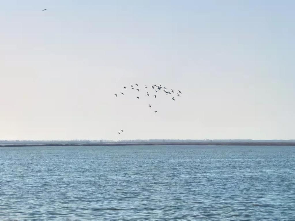 秋季以来近40万只候鸟飞临天津北大港湿地