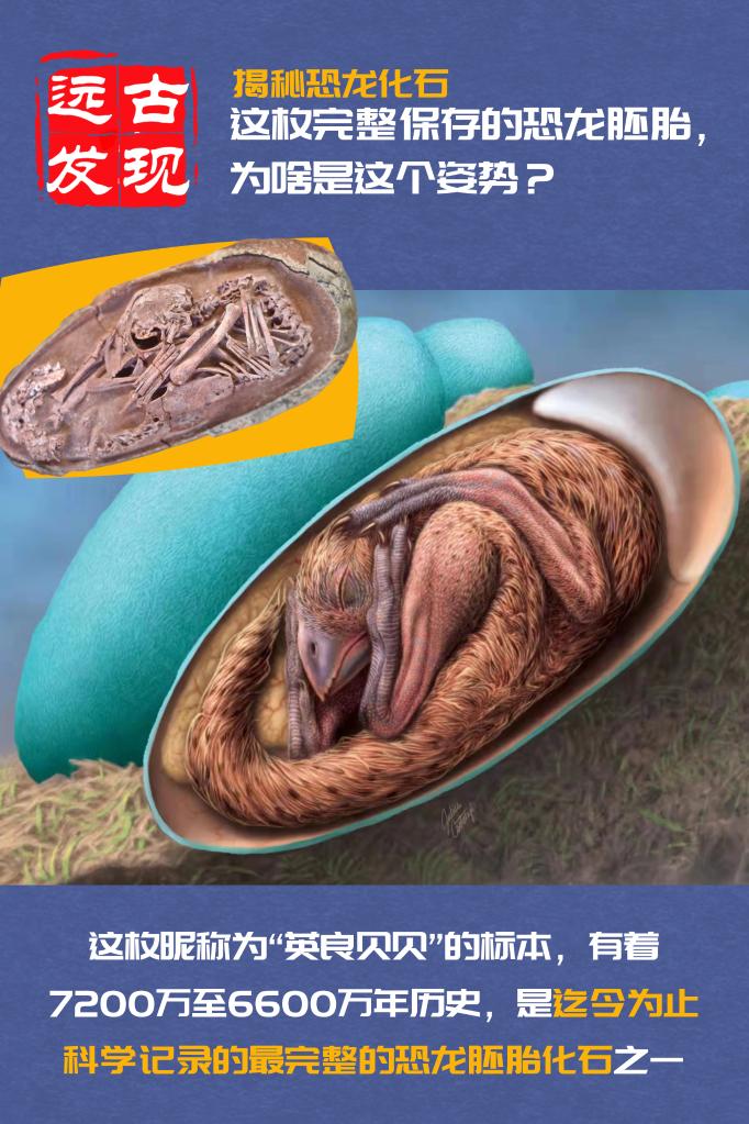 中国发现保存在恐龙蛋化石中的完美胚胎