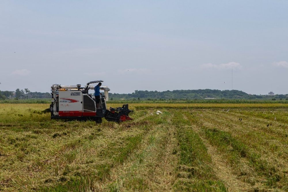 小谷子做成大产业