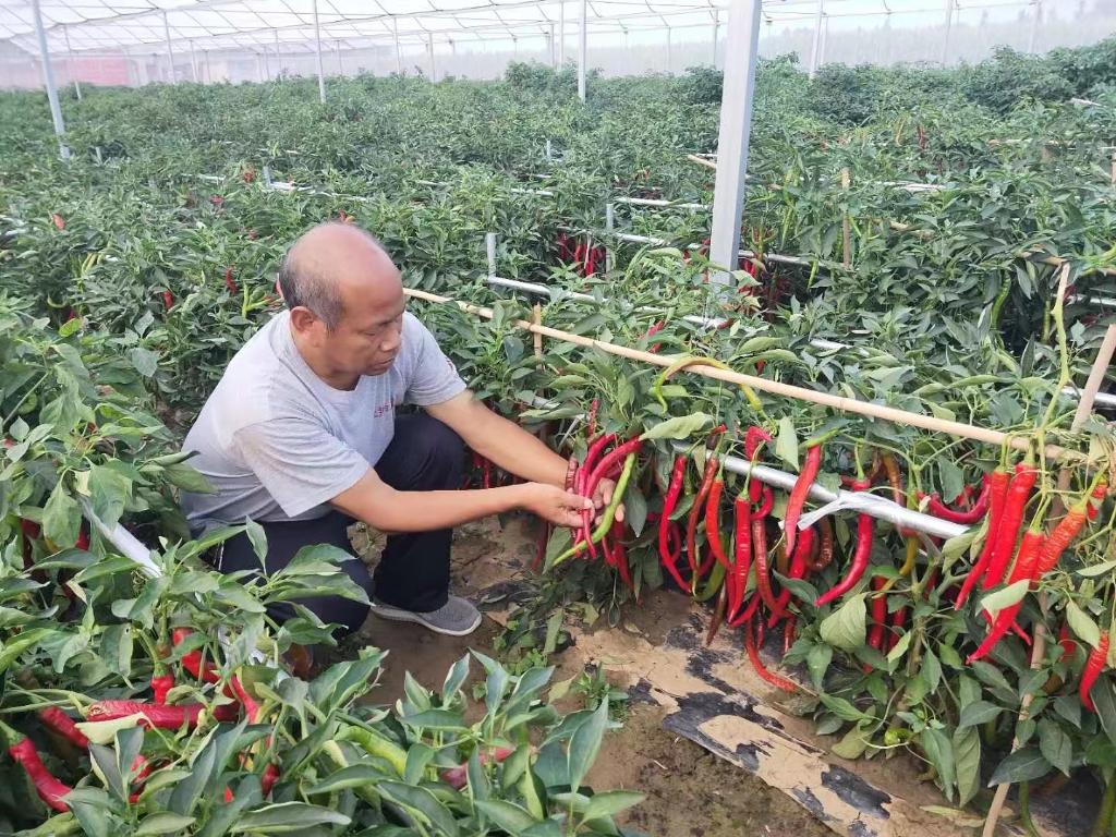 河北鸡泽：做强辣椒产业促进农民增收