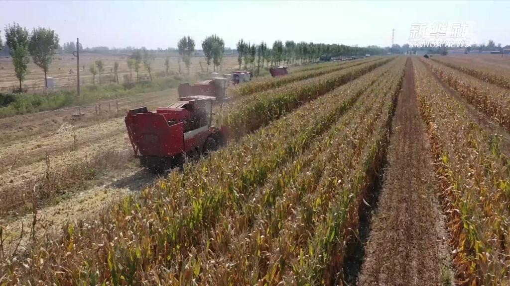 新华全媒+丨河南：大豆玉米复合种植实现“一季双收”
