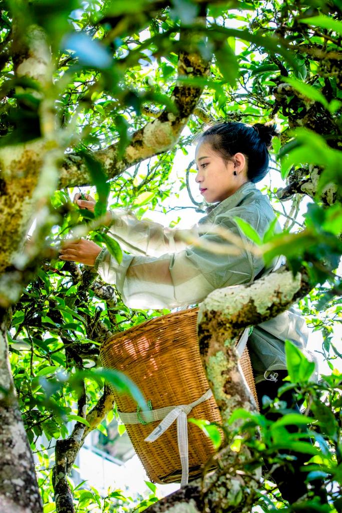 祖国茶叶大县推出古茶树认养保护计划