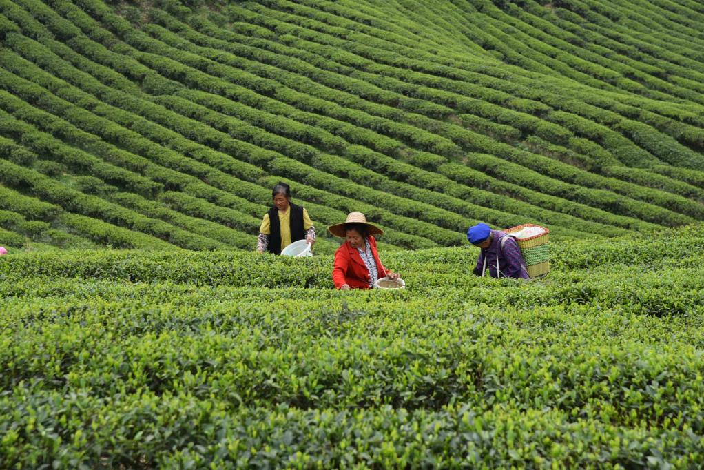 乡村新“茶道”丨科技助茶，“贡茶