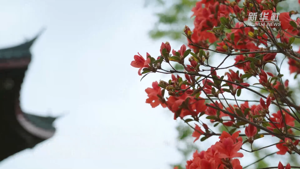 文化中国行｜成都世园会：感受古风园林的独特魅力