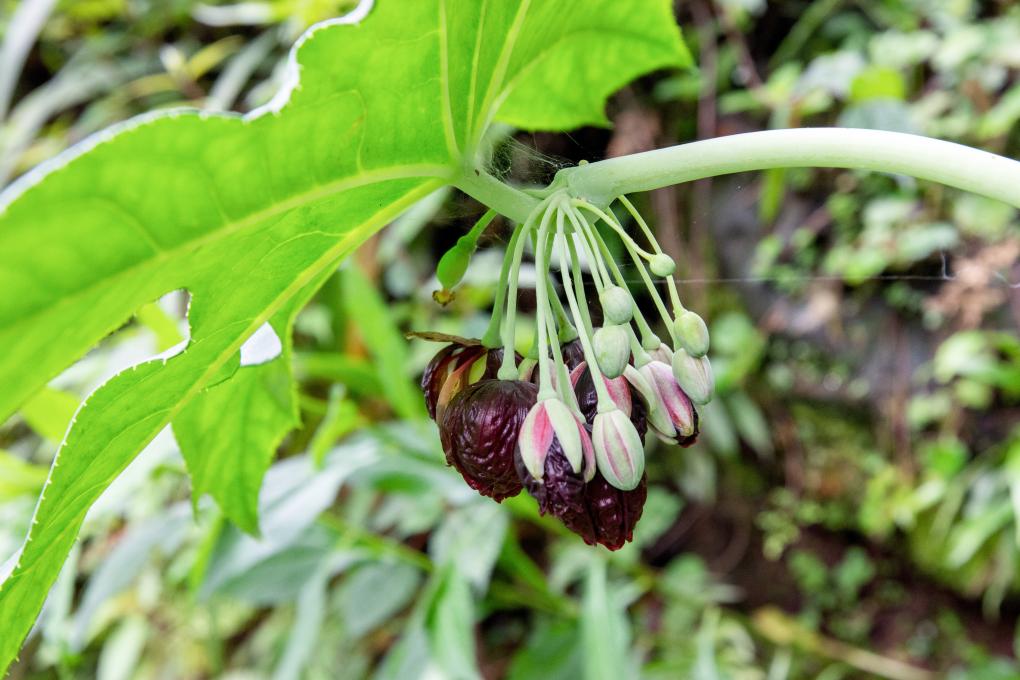 贵州发现新物种“习水八角莲”
