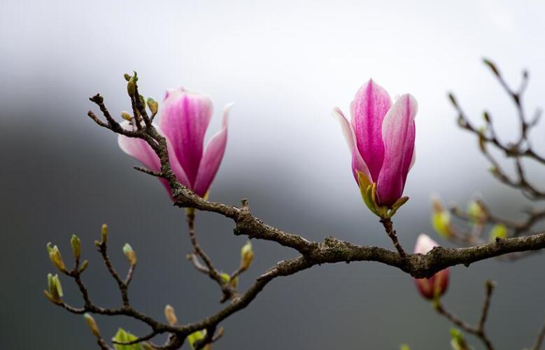 上海：千花百卉争明媚