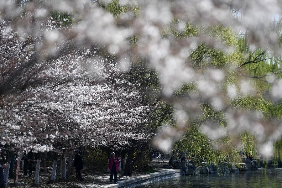 北京玉渊潭：樱花烂漫醉游人