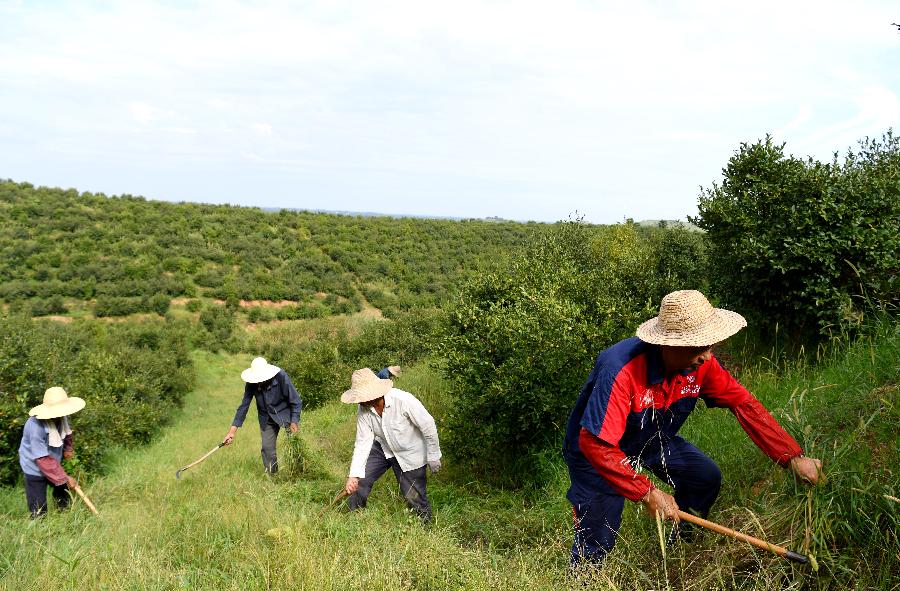 河南光山：油茶产业促民增收
