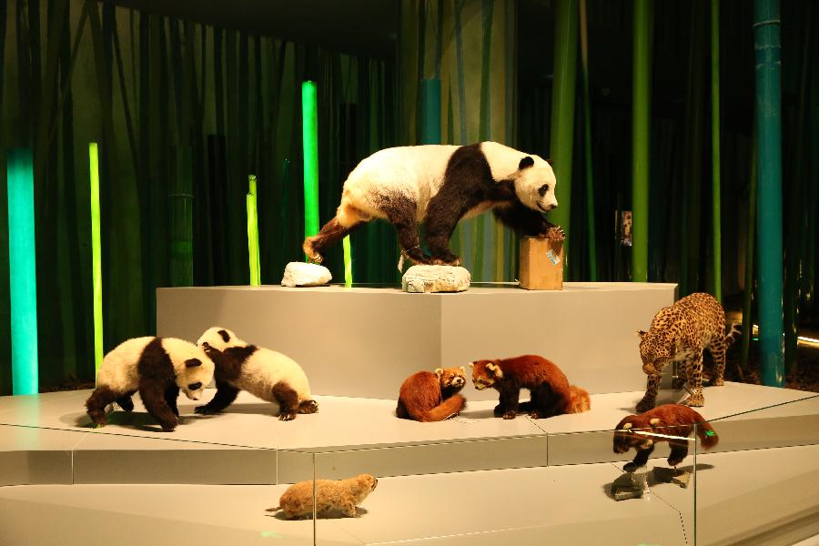 “成都大熊猫博物馆”开启内部试运行