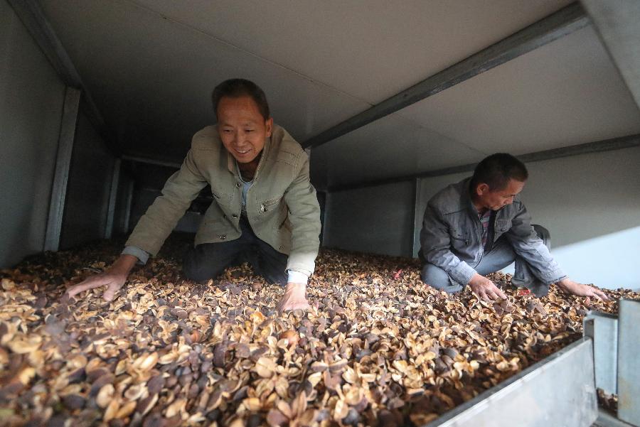 贵州玉屏：油茶鲜果烘干助农增收