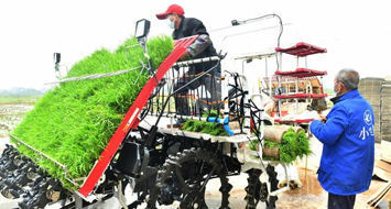 抢抓农时 播种早稻