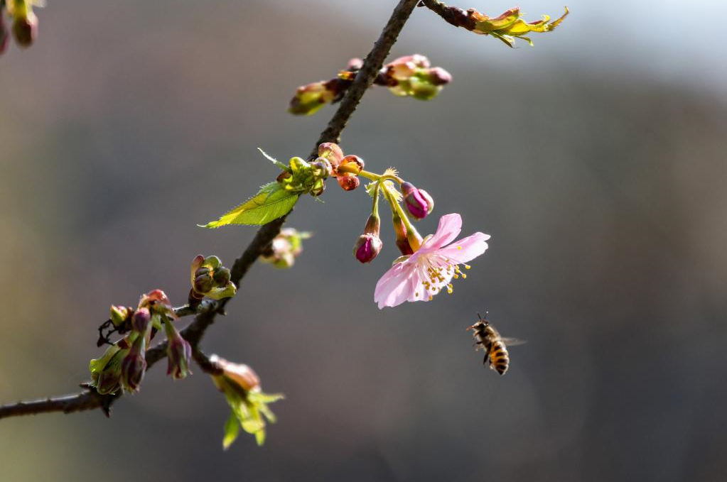 江西武宁：万株樱花绽放 静待游客赏花