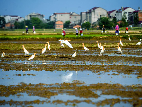 江西丰城：鸟儿伴春耕 田园生态美