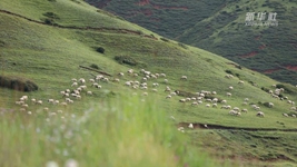 羊産業奏響鄉村振興新“牧歌”
