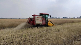 粮归仓种下地 不误时不负夏——安徽“三夏”“双抢”一线见闻