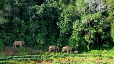 记者深入雨林 探寻亚洲象踪迹