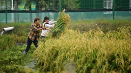 陕西汉中：稻渔综合种养助力稳粮增收