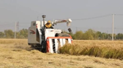 天津：科技助力水稻品质与产量双提升