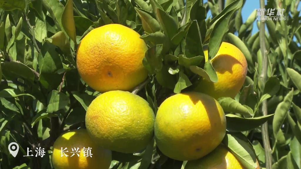上海：橘子红了！硕果满园迎丰收