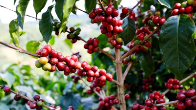 又是一年咖啡红！云南宁洱鲜果初加工实现&ldquo;加速度&rdquo;