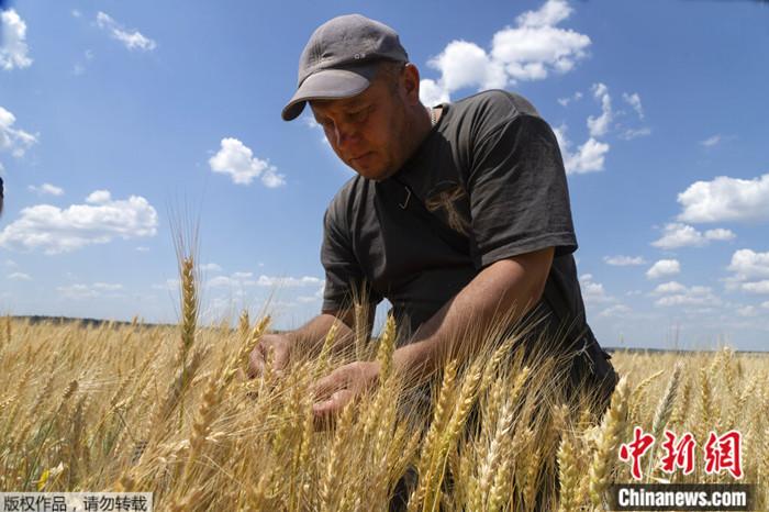 2022年6月21日，一位农民在顿涅茨克地区的田地里检查小麦的成熟度。
