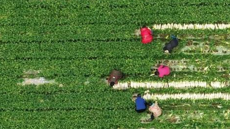 乡村振兴&ldquo;十二盼&rdquo;！来自8省24村的蹲点报告