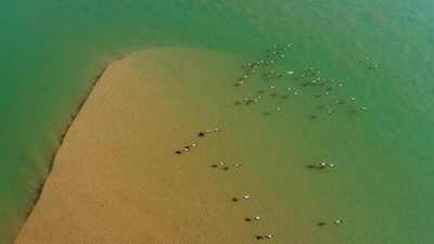 “塞上湖城”银川:湿地生态好 候鸟纷纷来