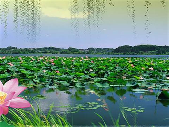 张洪仪：微山湖上谱写抗日赞歌