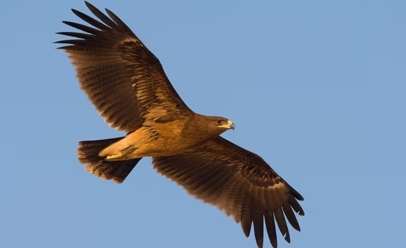英媒：俄乌冲突激烈，鹰属鸟类乌雕改变迁徙路线