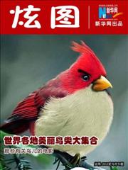 各地美丽鸟类大集合