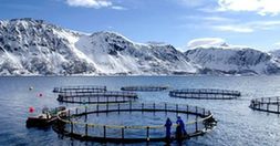 “三同”工程助推高原三文鱼实现国内外市场双赢