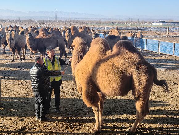 金融赋能为内蒙古阿拉善右旗骆驼养殖添新动力
