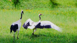 全国首座&ldquo;城铁直达&rdquo;的生命花园
