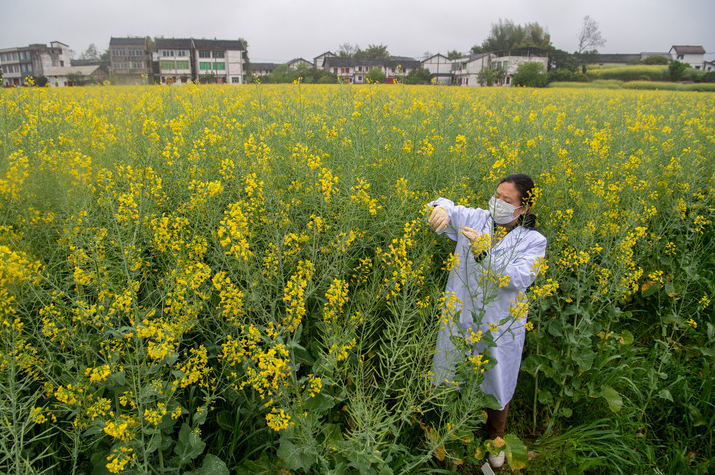 2022年3月21日，重庆市农科院研究员黄桃翠在“庆油3号”制种基地观察油菜品种生长情况。新华社记者 唐奕 摄