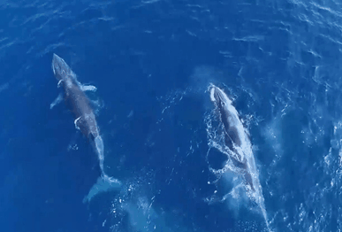 海之蓝 鲸之“舞”
