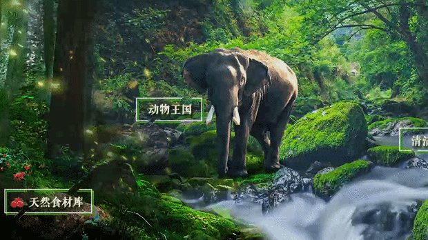 走进奇妙的森林，一起聆听生命物语