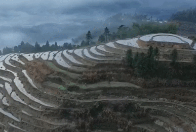 飘渺晨雾绕梯田