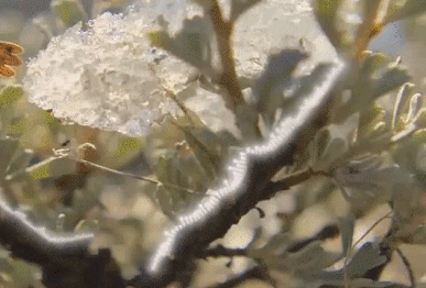 看！春天的声音是这样的