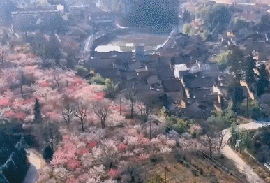 福建屏南：梅花点点送春来