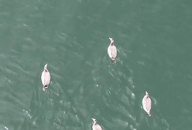 一江清水向东流