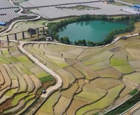 稻田新插，这里的山村美翻了