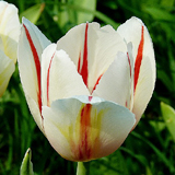 高贵优雅郁金香