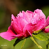 芍药开花遍地香