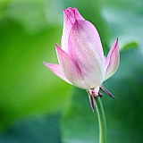 小荷才露尖尖角