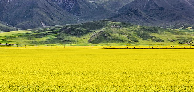 大山下的油菜花