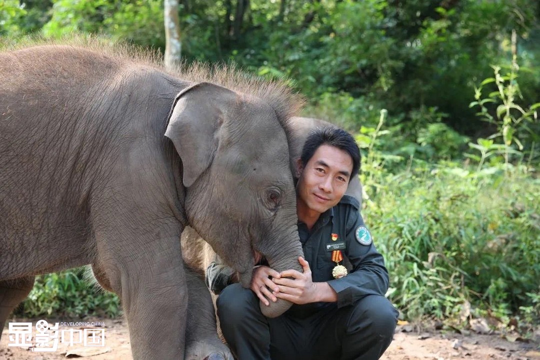 亚洲象救护与繁育中心里的小象和“象爸爸”（资料图片）。新华网发（亚洲象救护与繁育中心供图）